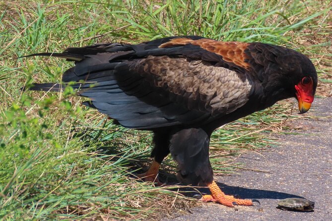 Kruger National Park - Private full day Safari trip. - Practical tips for making the day feel smooth