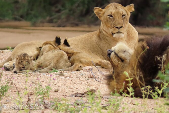 Kruger National Park - Private full day Safari trip. - Who should book this private Kruger full-day safari?