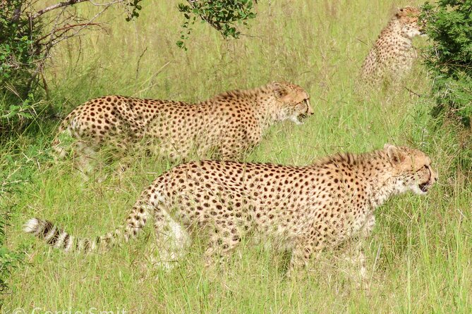 Kruger National Park - Private full day Safari trip. - Nine hours inside Kruger: how you make the day count