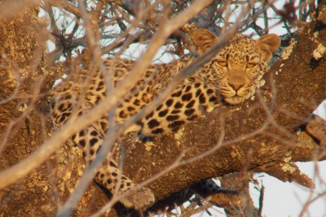 Kruger National Park - Private Sunrise Half day Safari trip. - Why sunrise at Kruger starts with better odds