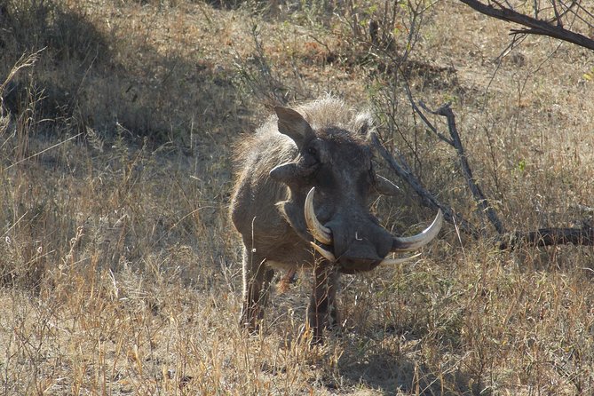 Kruger National Park - Private Sunrise Half day Safari trip. - Phabeni Gate: the morning threshold you will feel immediately