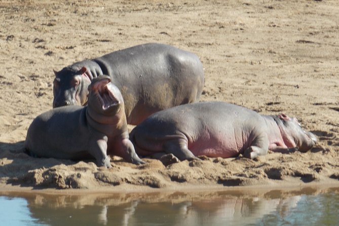 Kruger National Park - Private Sunrise Half day Safari trip. - The main road drive and the real safari work