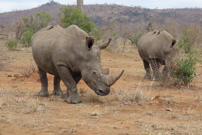 Kruger National Park - Private Sunrise Half day Safari trip. - Main rest camp breaks: useful, but plan your timing