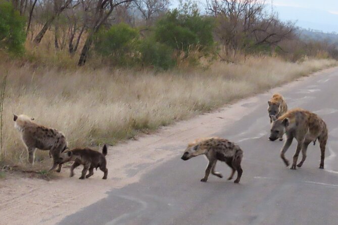 Kruger National Park - Private Sunrise Half day Safari trip. - Wildlife targets: Big Five, Little Five, and the Ugly Five mindset
