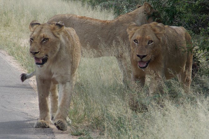 Kruger National Park - Private Sunrise Half day Safari trip. - Price and park fees: what $163 is really covering