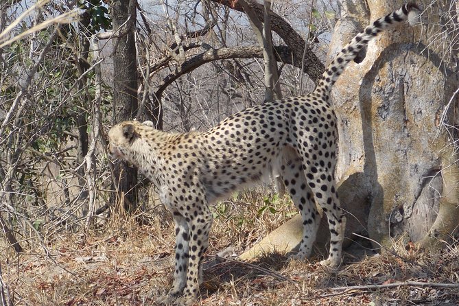 Kruger National Park - Private Sunrise Half day Safari trip. - Weather, timing, and realistic expectations for a sunrise safari
