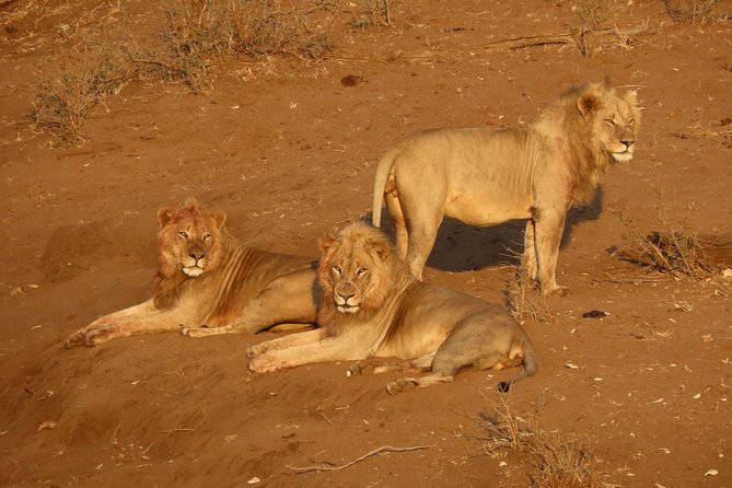Kruger National Park - Private Sunrise Half day Safari trip. - Hazyview pickup and private-group comfort, not chaos