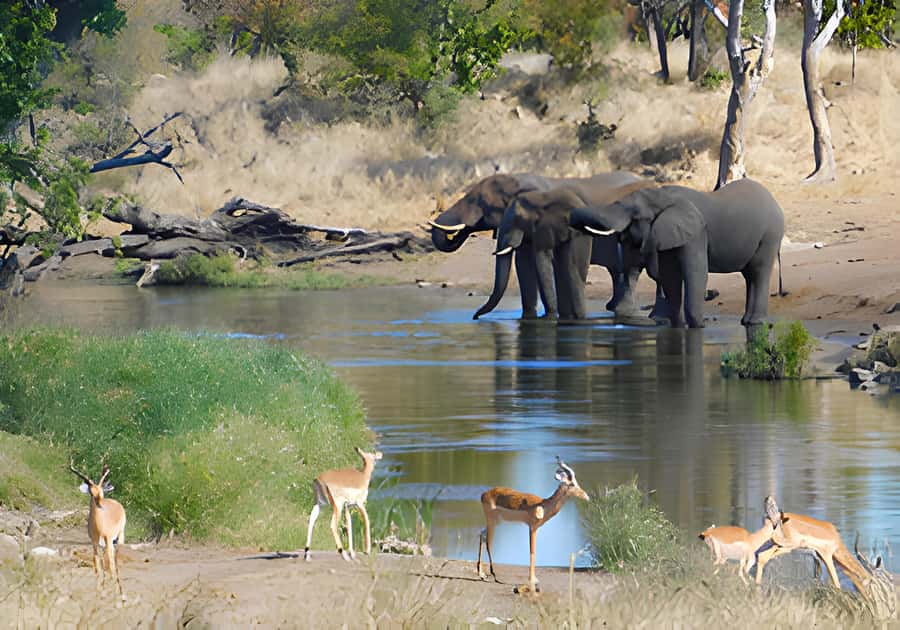 Kruger National Park Safari (Full Day) - Key things I’d plan around before you go