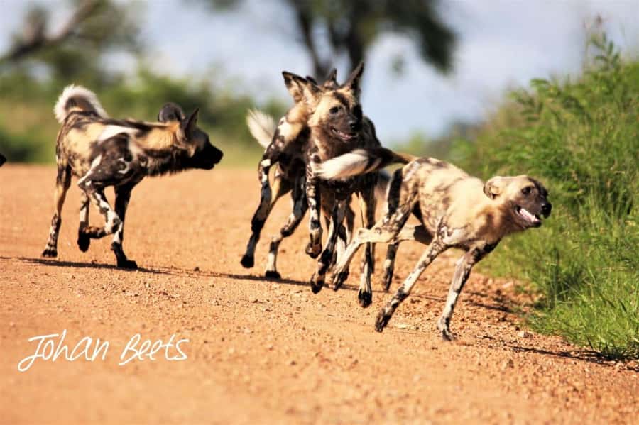 Kruger National Park Safari (Full Day) - Pickup and drop-off options: many locations, one easy day