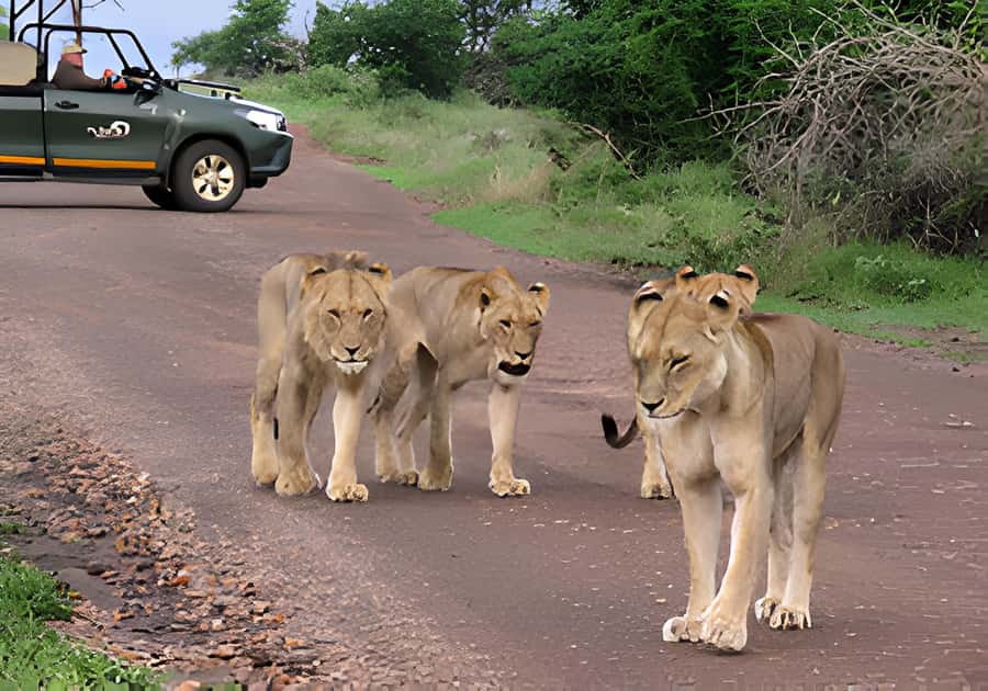 Kruger National Park Safari (Full Day) - Entering Kruger: your day is built around the open-vehicle drive