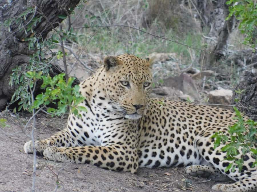 Kruger National Park Safari (Full Day) - Timing the full day: 10 hours on safari, plus transfer time