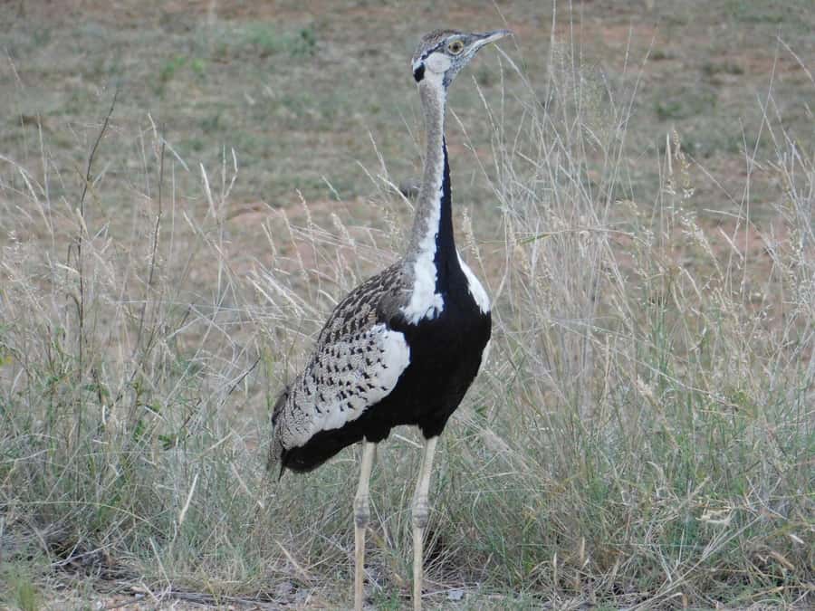 Kruger National Park Safari (Full Day) - Price and value: what $126 really covers