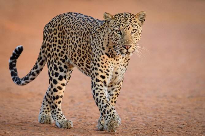 Kruger National Park, Safari Game Drive. - Inside the game drive: what you can realistically expect during 8 hours