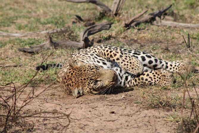 Kruger National Park, Safari Game Drive. - The guide makes the difference: professionalism, patience, and real wildlife talk