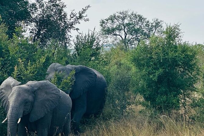 Kruger National Park, Safari Game Drive. - Heat, early mornings, and weather: the real considerations before you go