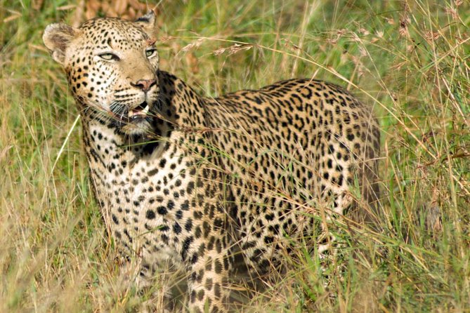 Kruger National Park, Safari Game Drive. - Big Five and more: how the day feels when sightings land