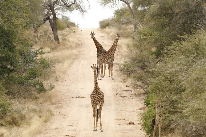 Kruger National Park sunrise Morning Private safari - What 6.5 hours in Kruger feels like on a single morning drive
