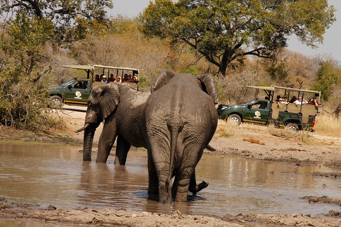 Kruger National Park sunrise Morning Private safari - The wildlife target list: Big Five, cheetahs, and wild dogs