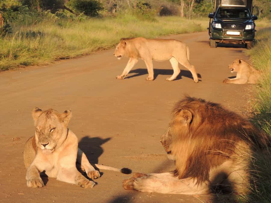 Kruger National Park: Wildlife-Watching Safari - Key highlights that matter