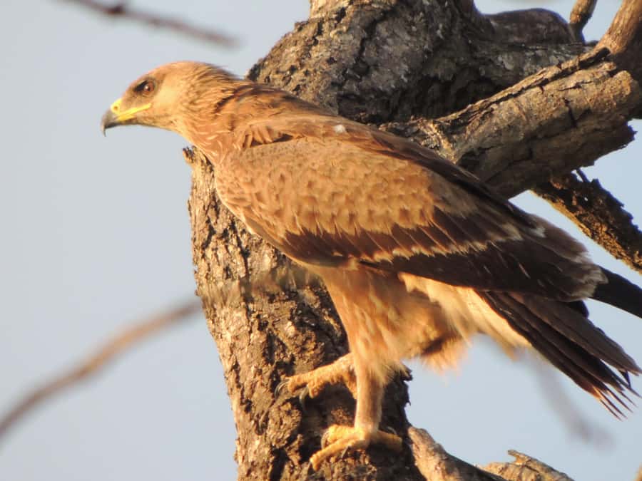 Kruger National Park: Wildlife-Watching Safari - Rules You Should Know Before You Go