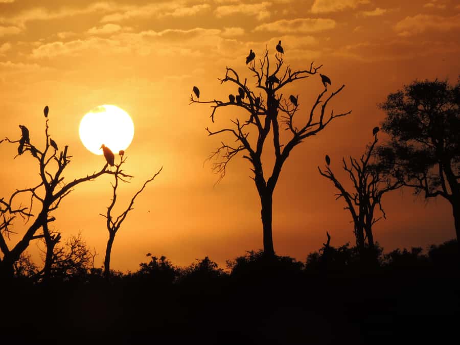 Kruger National Park: Wildlife-Watching Safari - How the Half-Day Kruger Game Drive Fits Your Day