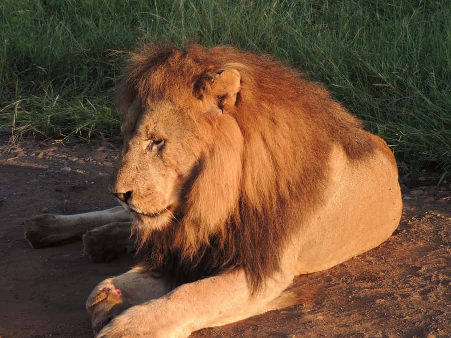 Kruger National Park: Wildlife-Watching Safari - Wildlife Chances and Big Five Possibility (Without the Fantasy)