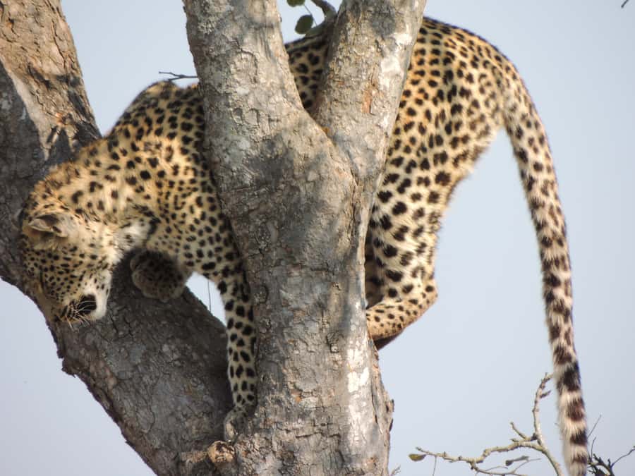 Kruger National Park: Wildlife-Watching Safari - How the Guide Turns a Drive Into Wildlife Learning