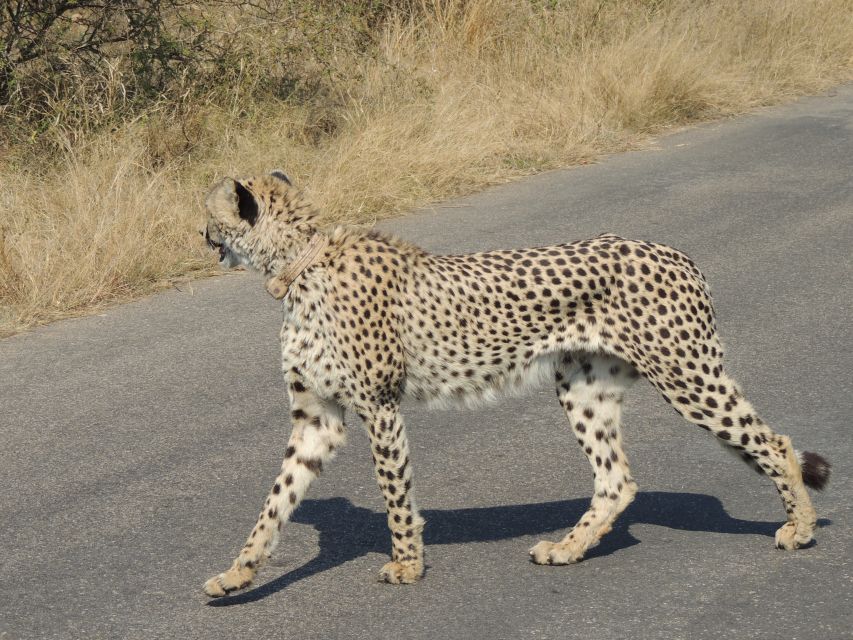 Kruger National Park: Wildlife-Watching Safari - Aiming for the Best Sightings, Including Cheetah and Lions