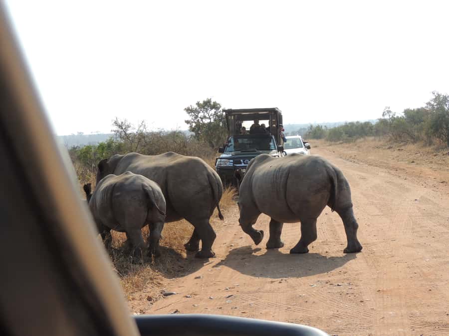 Kruger National Park: Wildlife-Watching Safari - Timing, Weather, and the Reality of Being Ready at 5 am