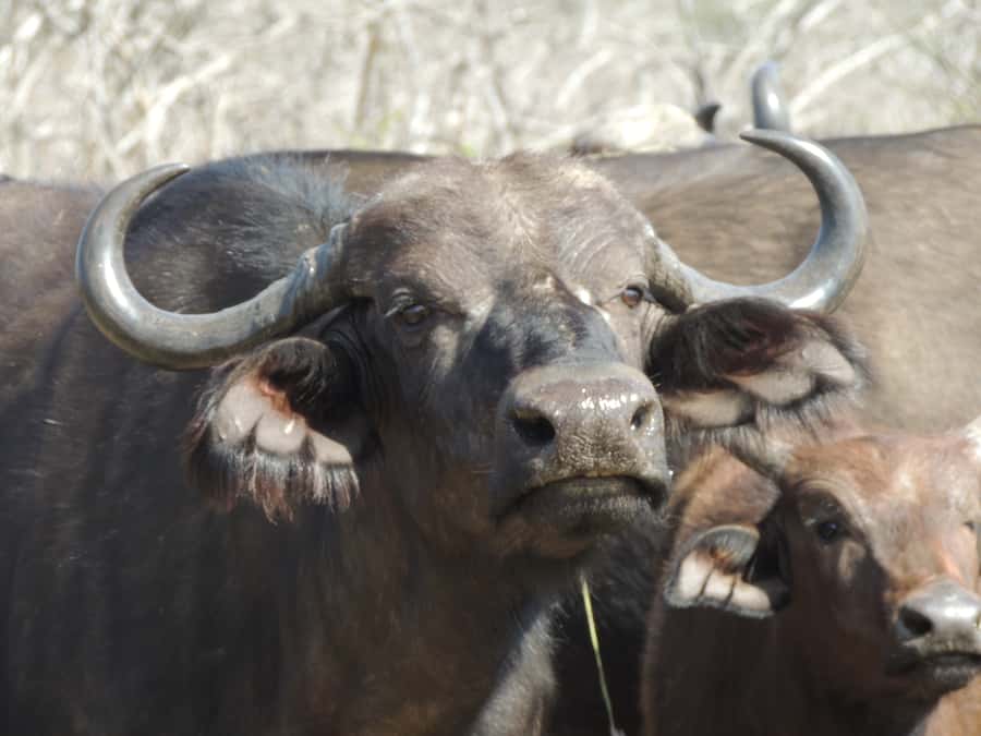Kruger National Park: Wildlife-Watching Safari - What to Bring for Better Photos and Faster Wildlife Moments