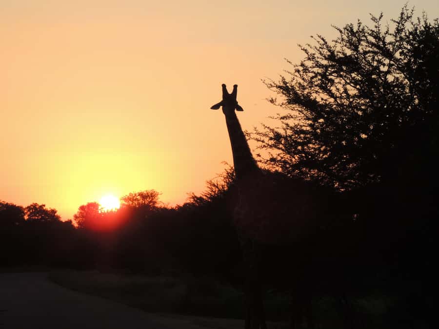 Kruger National Park: Wildlife-Watching Safari - Price and Value: What Your $63 Covers (and What It Does Not)
