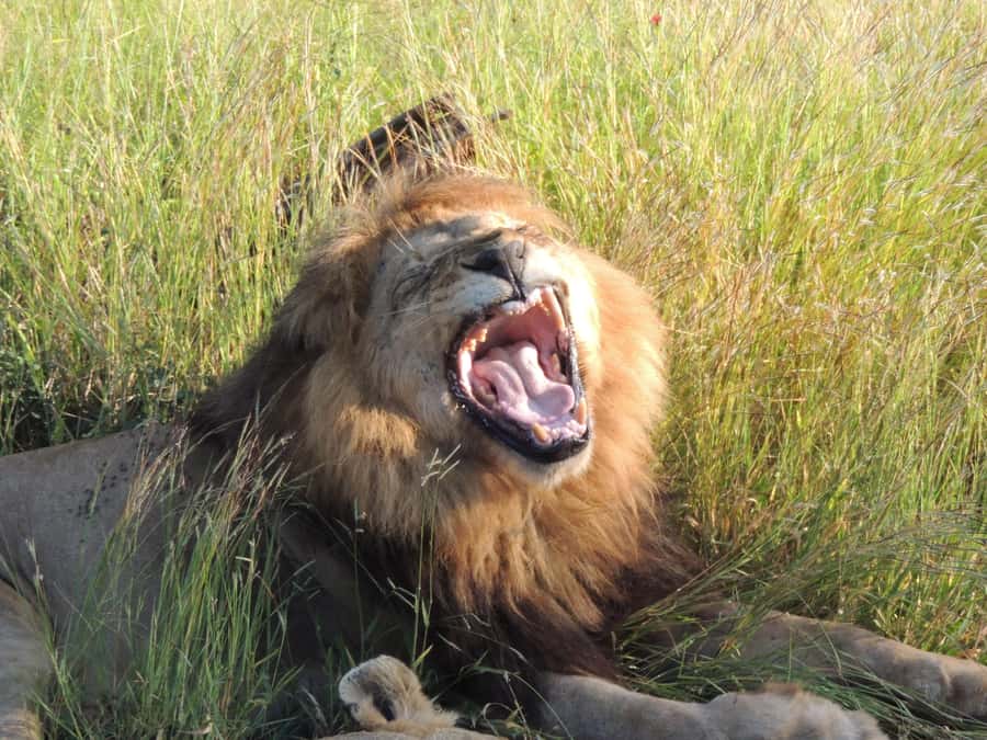 Kruger National Park: Wildlife-Watching Safari - Open Safari Vehicle: Why It Helps You Spot Animals