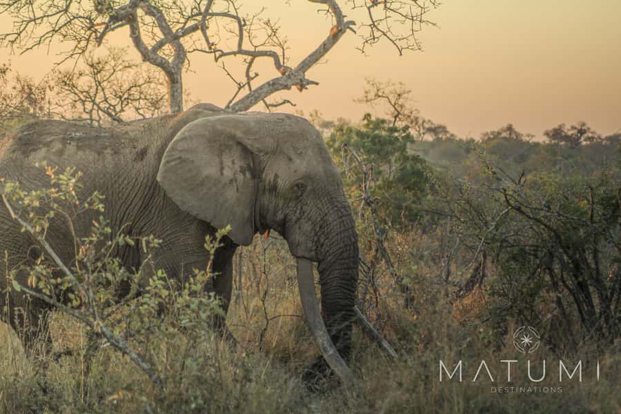 Kruger Park Full Day Safari From Hoedspruit - Open Safari Vehicle: The Difference Between Watching and Seeing