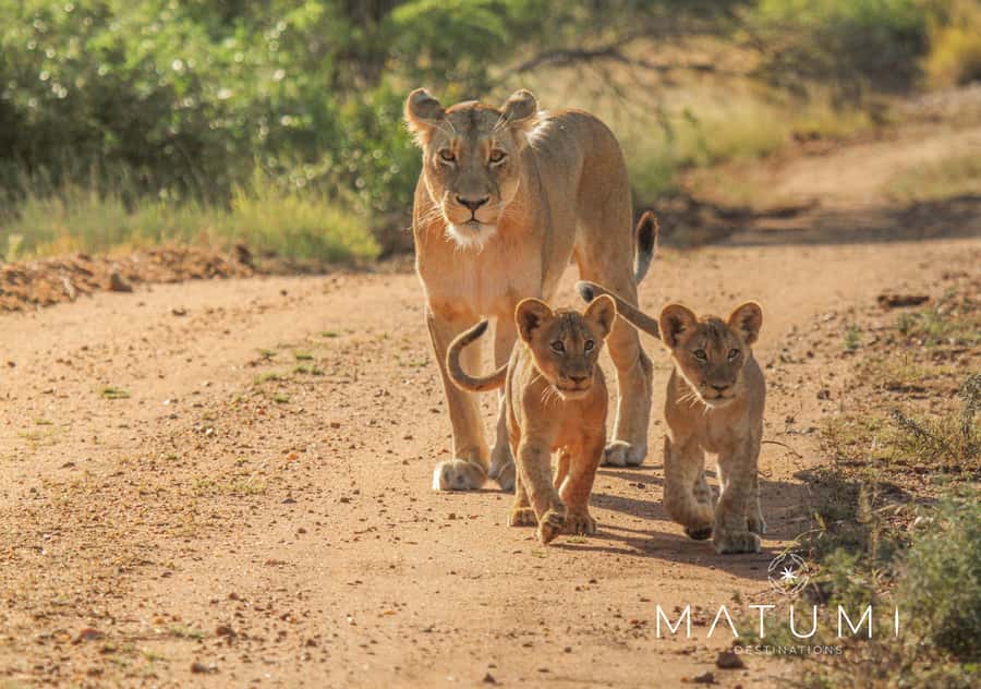 Kruger Park Full Day Safari From Hoedspruit - Rest Camps and Breaks: Staying Comfortable Without Losing Safari Time