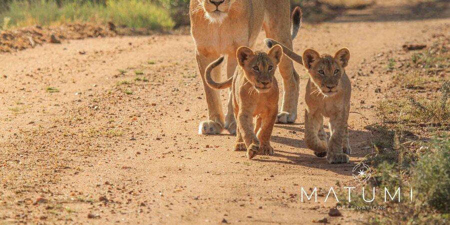 Kruger Park Full Day Safari From Hoedspruit - What’s Included, What’s Not, and How to Budget Smart