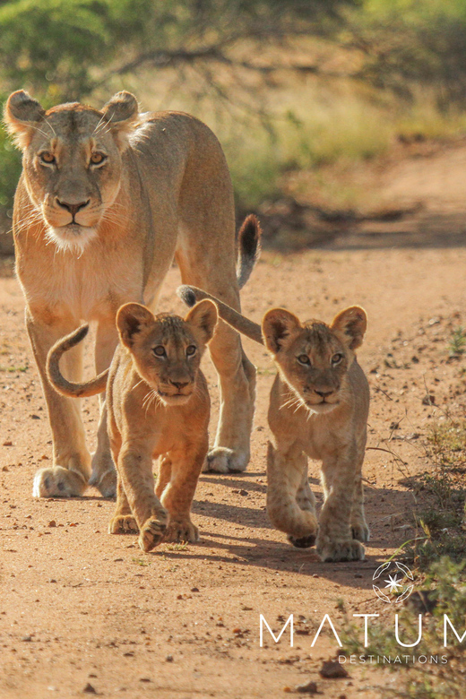 Kruger Park Full Day Safari From Hoedspruit - Packing for Kruger Open-Air Comfort: Heat, Sun, and Weather