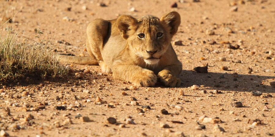 Kruger Park Full Day Safari From Hoedspruit - Who This Safari Is Best For (And Who Might Prefer Something Else)