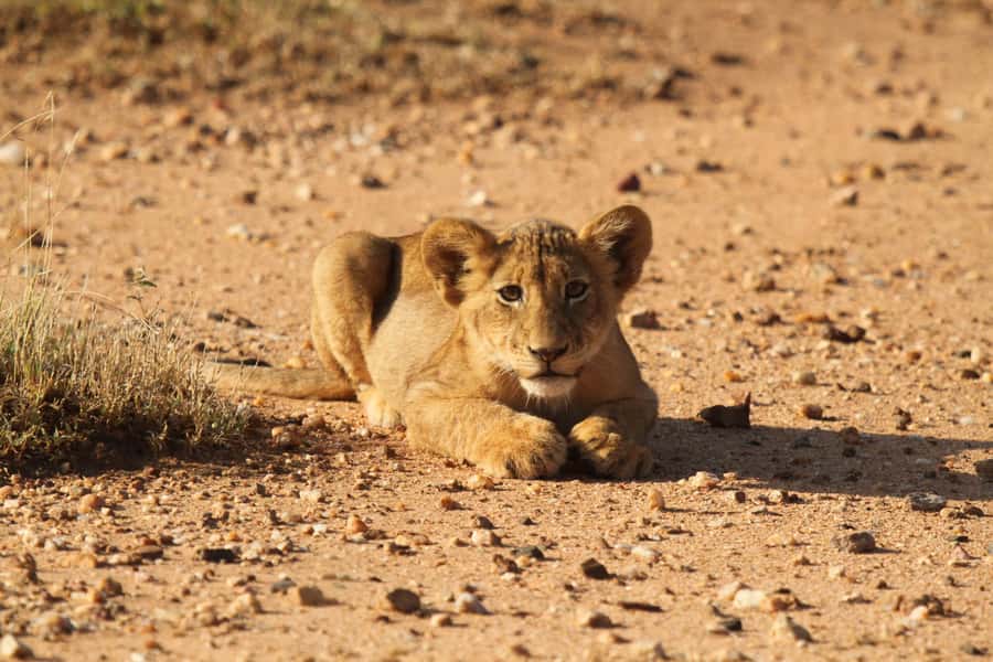Kruger Park Full Day Safari From Hoedspruit - The Full Day Flow in Kruger: Breakfast First, Then Chasing Wildlife