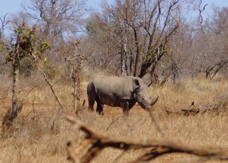 Kruger Park Safari from Maputo - Key highlights that make this Kruger day trip work