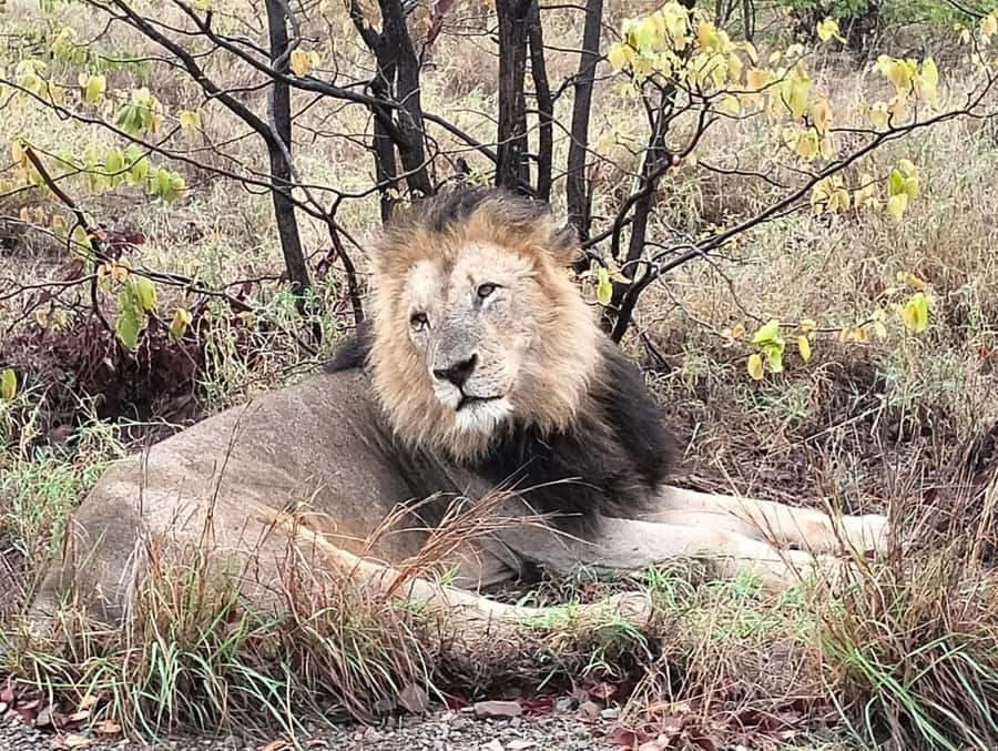 Kruger Park Safari from Maputo - Maputo to Kruger: the practical shortcut to a Big Five day