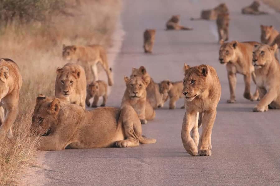 Kruger Park Safari from Maputo - Inside Kruger: getting the open-backed safari experience