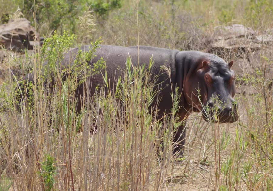 Kruger Park Safari from Maputo - Small group safari drives: why 9 people feels right