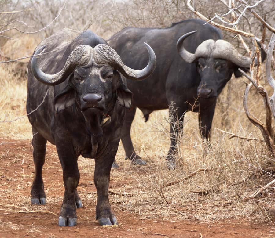 Kruger Park Safari from Maputo - Who should book this Kruger safari from Maputo