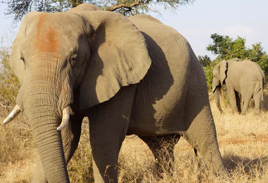 Kruger Park Safari from Maputo - The 13-hour timeline, and how to stay comfortable