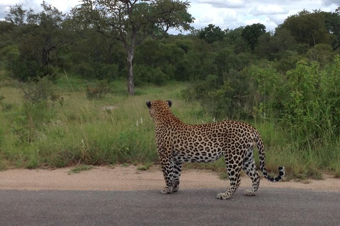 Kruger Park Safari: Guided Day Tour from Nelspruit - Getting from Nelspruit to the park gate without wasting your day