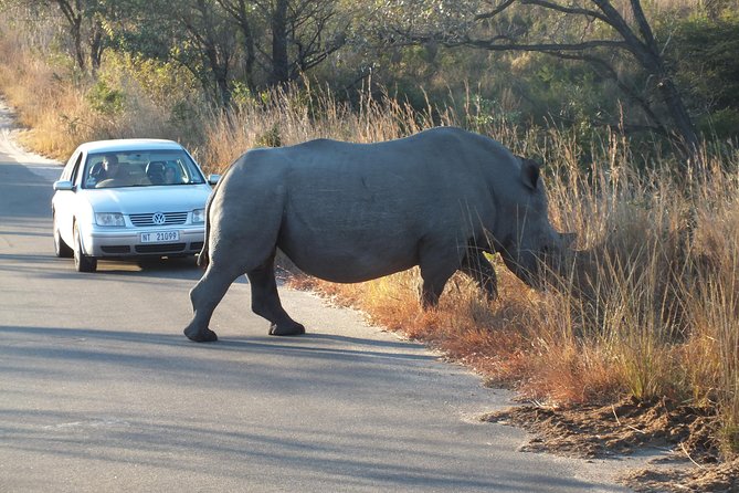 Kruger Park Safari: Guided Day Tour from Nelspruit - Lunch, breaks, and where the day can feel long