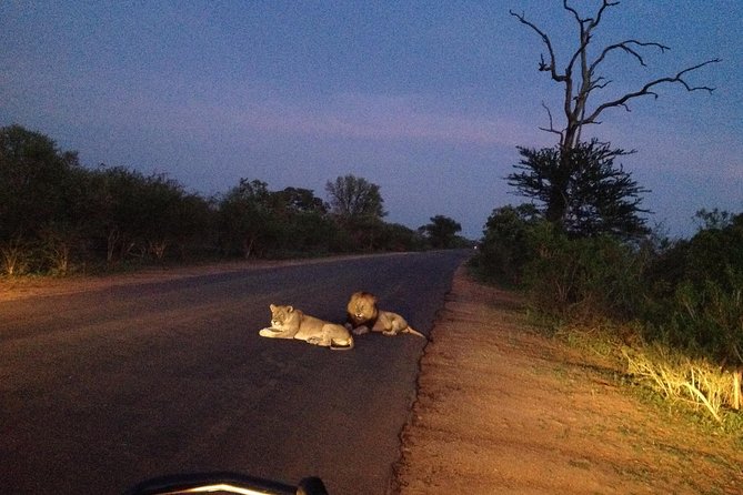 Kruger Park Safari: Guided Day Tour from Nelspruit - Price and value: what $94.90 really buys you