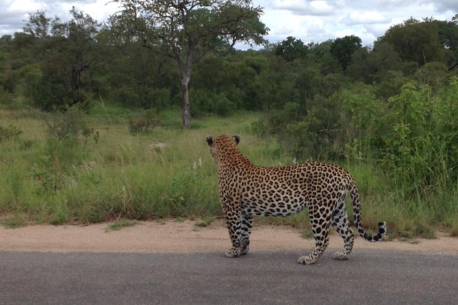 Kruger Park Safari: Guided Day Tour from Nelspruit - Who this tour is best for (and who should look elsewhere)
