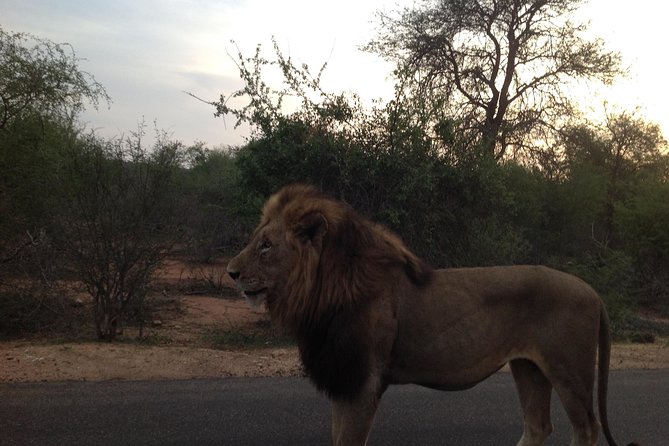 Kruger Park Safari: Guided Day Tour from Nelspruit - The “Big Five” game drives, plus the rest of the park show