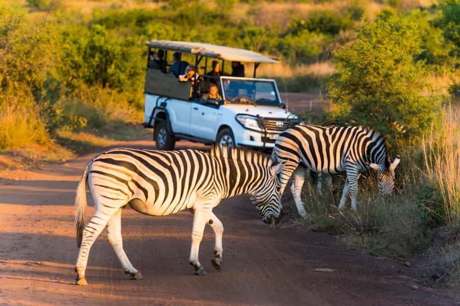 Kruger Park Scheduled Full day Safari Drive from Hoedspruit - The guides: FGASA certification and the value of good explanations